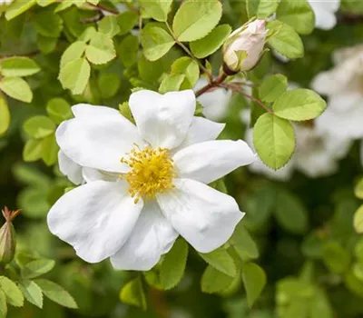Rosa pimpenellifolia