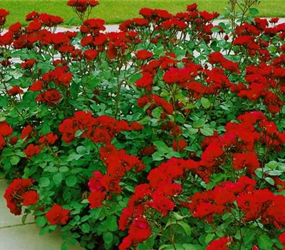 Rosa 'Rubinia' (Bodendeckerrose)