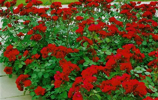 Rosa 'Rubinia' (Bodendeckerrose)