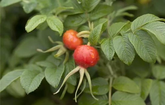 Rosa rugosa (Wildrose)
