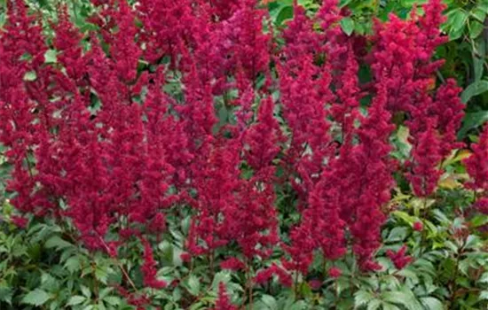 Astilbe 'Astary Red'