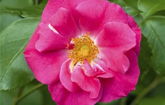 Rosa rugosa 'Rubra'