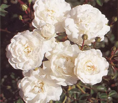 Rosa 'Sea Foam' (Strauchrose)