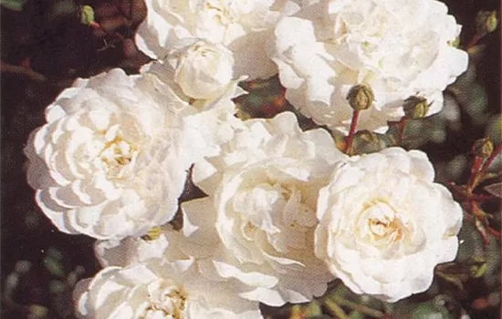 Rosa 'Sea Foam' (Strauchrose)