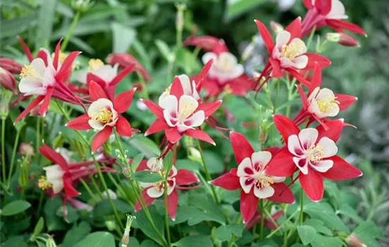 Aquilegia caerulea 'Origami Red White'