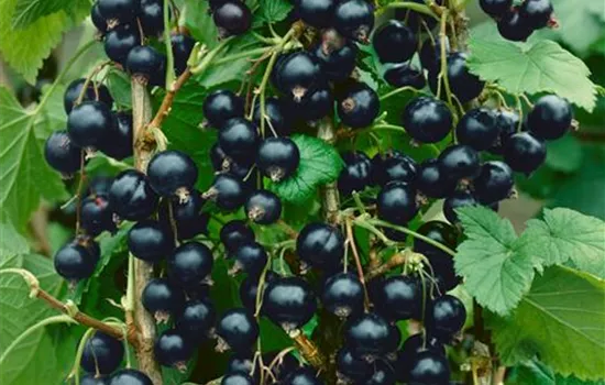 Ribes nigrum 'Lissil' (schwarze Johannisbeere)