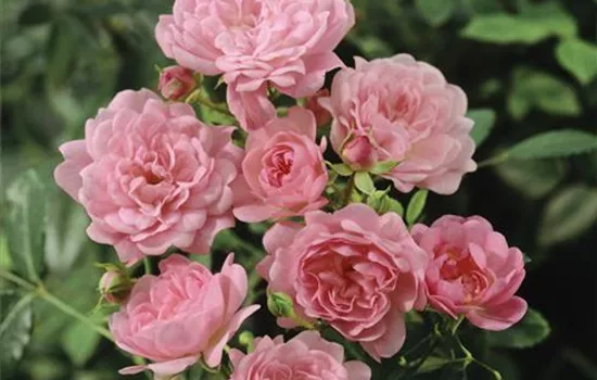 Rosa 'The Fairy' (Beetrose)