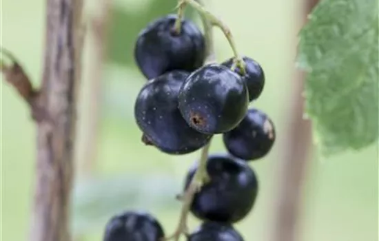 Ribes nigrum Little Black Sugar
