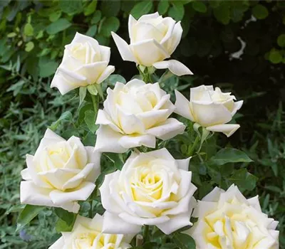 Rosa 'Virgo' (Edelrose)