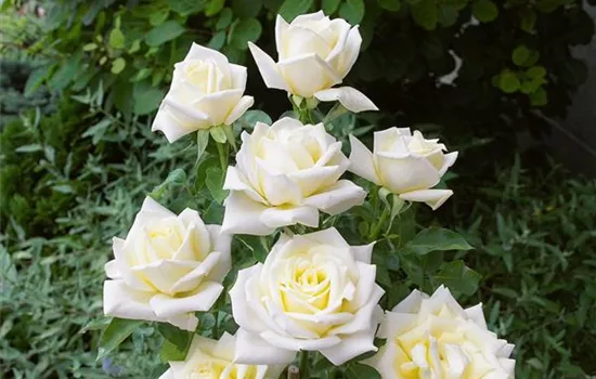 Rosa 'Virgo' (Edelrose)