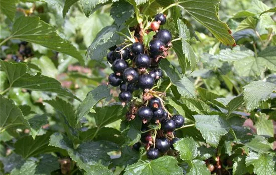 Ribes nigrum 'Silvergieters Schwarze' (schwarze Johannisbeere)