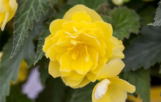 Begonia Nonstop ®, (Tuberhybrida-Gruppe)