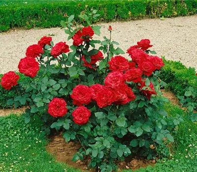 Rosa 'Westminster' (Edelrose)