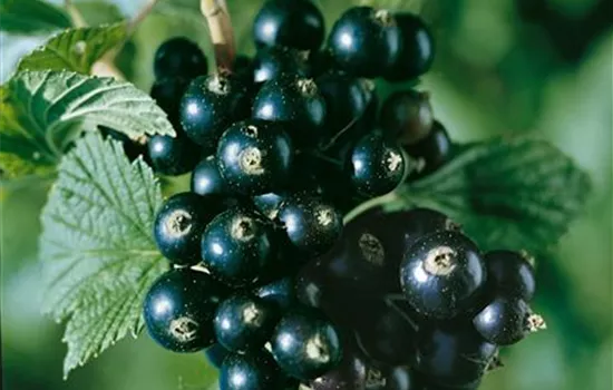 Ribes nigrum 'Titania'