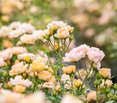 Rosa 'Yellow Fairy' (Bodendeckerrose)