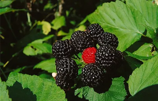 Rubus occidentalis 'Bristol Black'