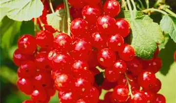 Rote Johannisbeere