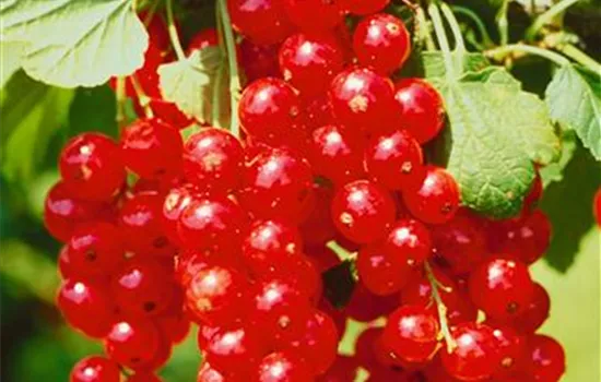 Ribes rubrum 'Detvan'