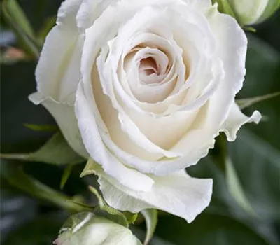 Rosa, gelb-rosa (Edelrose)