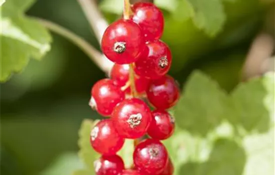 Ribes rubrum 'Jonkheer van Tets' (rote Johannisbeere)