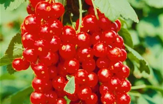 Ribes rubrum 'Rolan' (rote Johannisbeere)