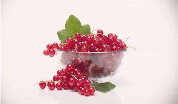Rote Johannisbeere