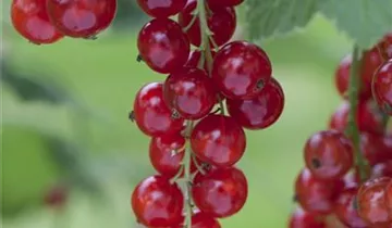 Rote Johannisbeere