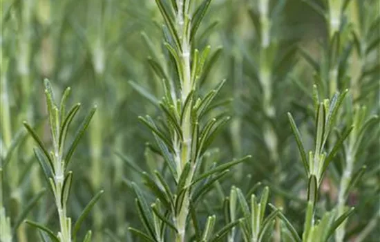 Rosmarinus officinalis 'Arp'