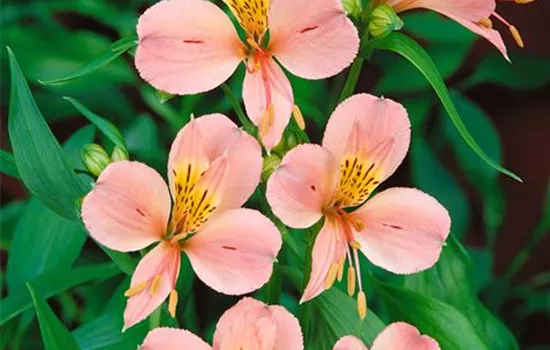Alstroemeria