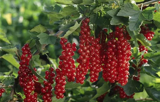 Ribes rubrum 'Rovada' (rote Johannisbeere)