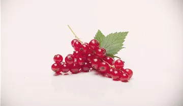 Rote Johannisbeere