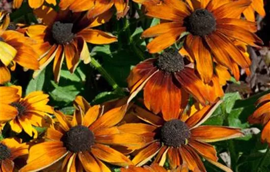 Rudbeckia hirta 'Autumn Colors'
