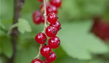 Rote Johannisbeere
