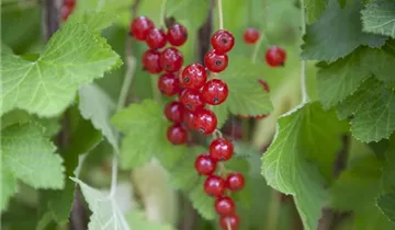 Rote Johannisbeere