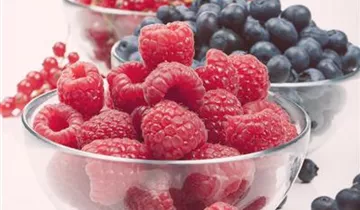 Rote Johannisbeere