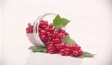 Rote Johannisbeere