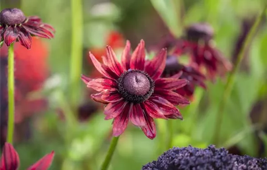 Rudbeckia hirta 'Cherry Brandy'
