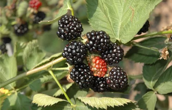 Rubus fruticosus 'Black Satin'