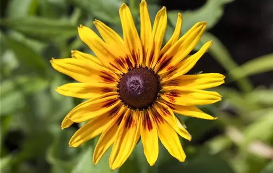 Rudbeckia hirta 'Denver Daisy'