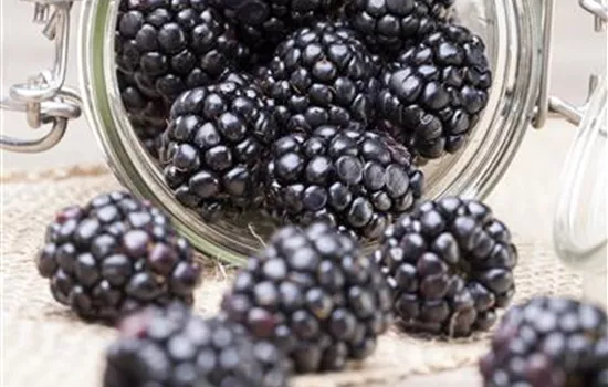 Rubus fruticosus Boysenberry