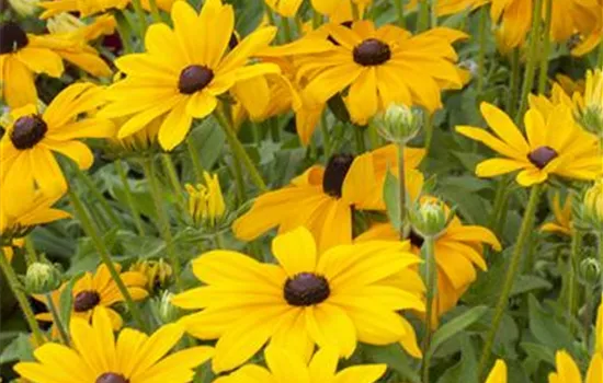 Rudbeckia hirta 'Indian Summer'
