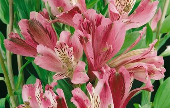 Alstroemeria ligtu