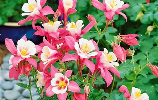 Aquilegia caerulea 'Origami Rose & White'