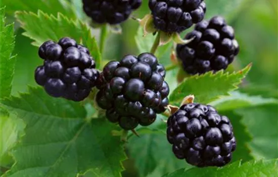 Rubus fruticosus 'Chester Thornless' (Brombeere)