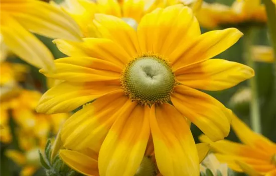 Rudbeckia hirta 'Prairie Sun'