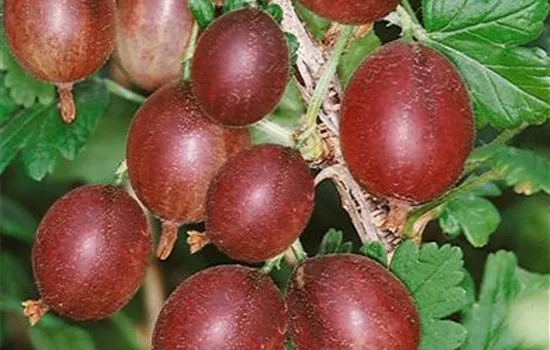 Ribes uva-crispa 'Captivator' (Stachelbeere)