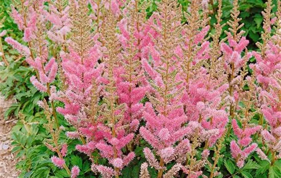 Astilbe chinensis pumila