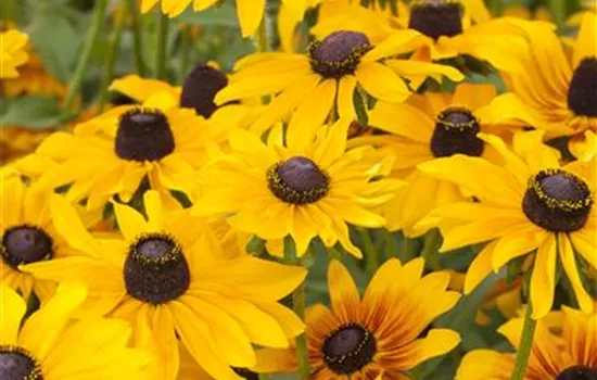 Rudbeckia hirta Toto Lemon