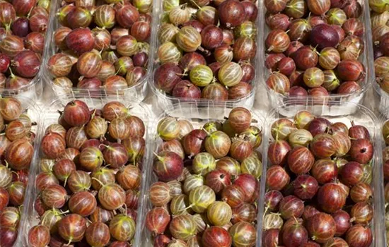 Ribes uva-crispa Easycrisp Lady Sun