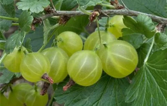 Ribes uva-crispa 'Hinnonmäki grün' ®
